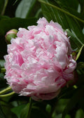 The Peony Story Root Gift | Sarah Bernhardt 3/5 Peony Root