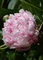 The Peony Story Root Gift | Sarah Bernhardt 3/5 Peony Root