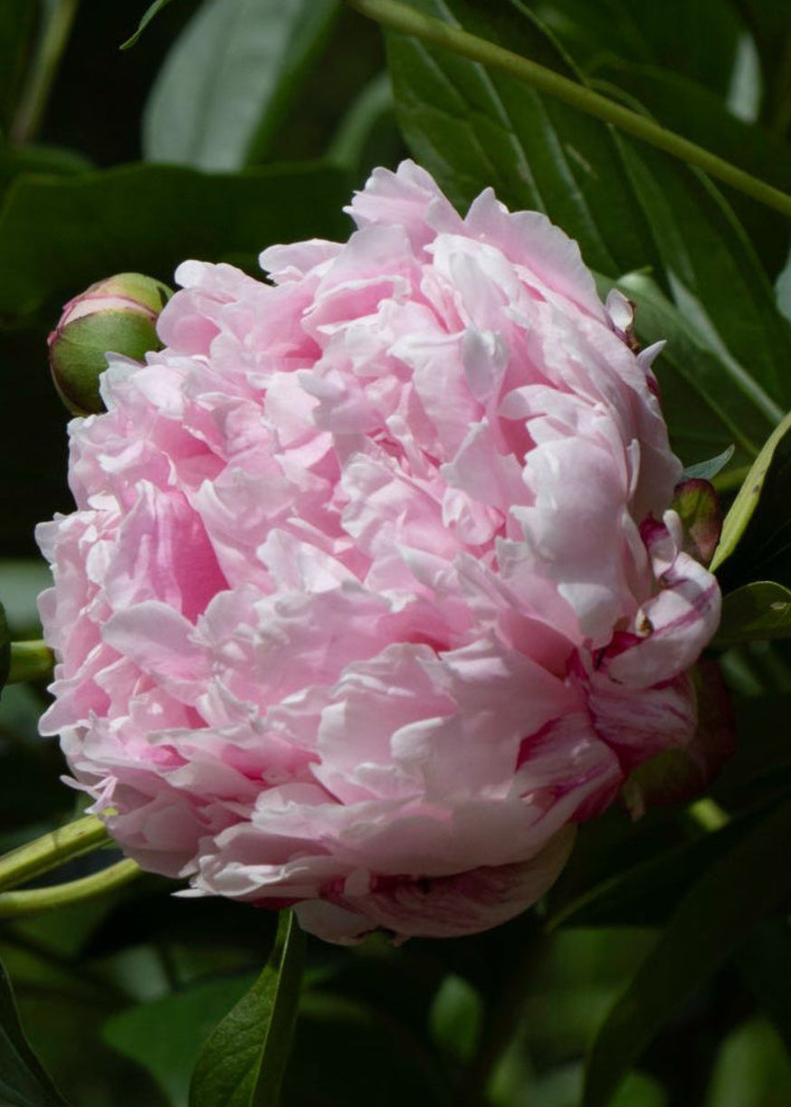 The Vibrant Cottage Garden Collection | 3 Peony Root Set