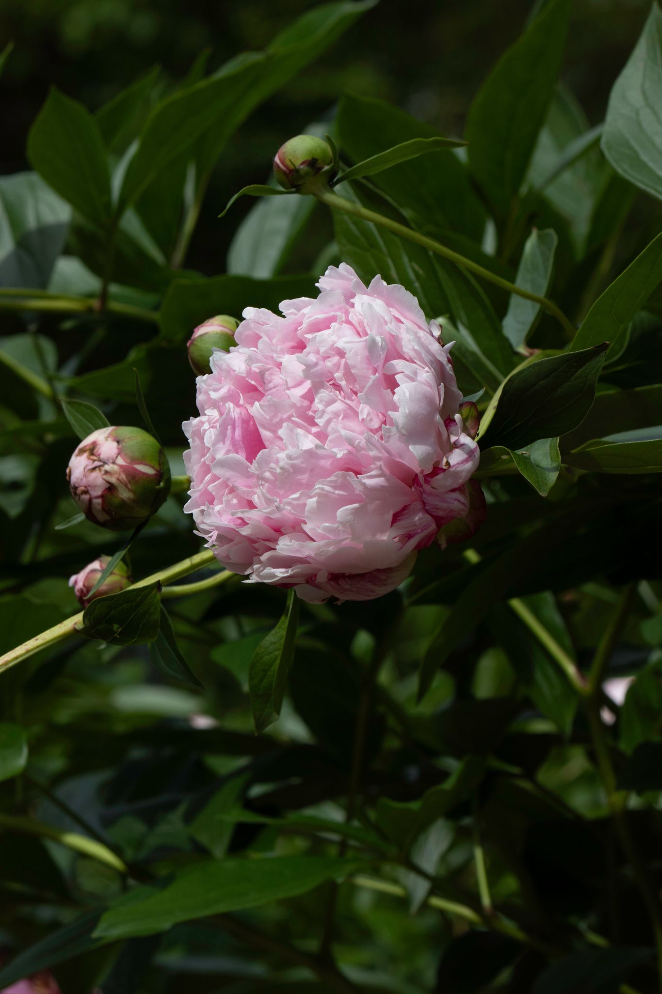 Pink peony flower with green leaves in the background
