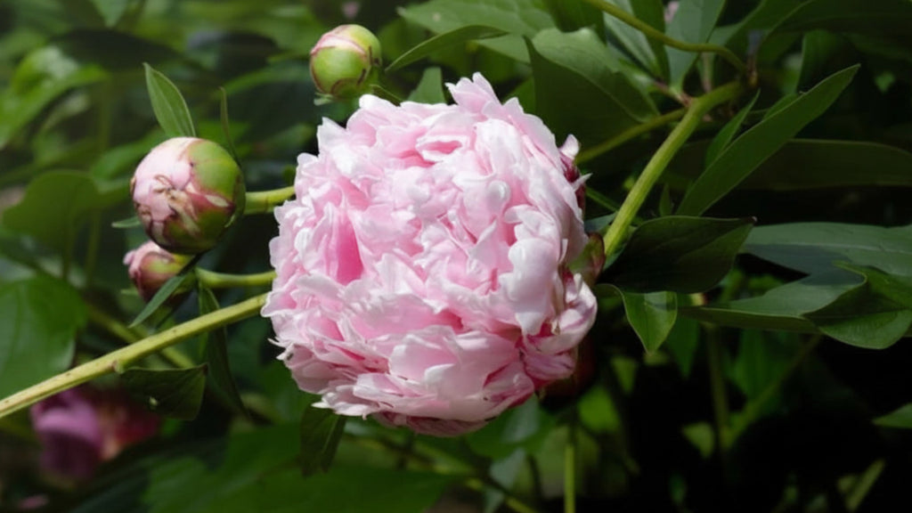 Pink Sarah Bernhardt Peony on a green plant