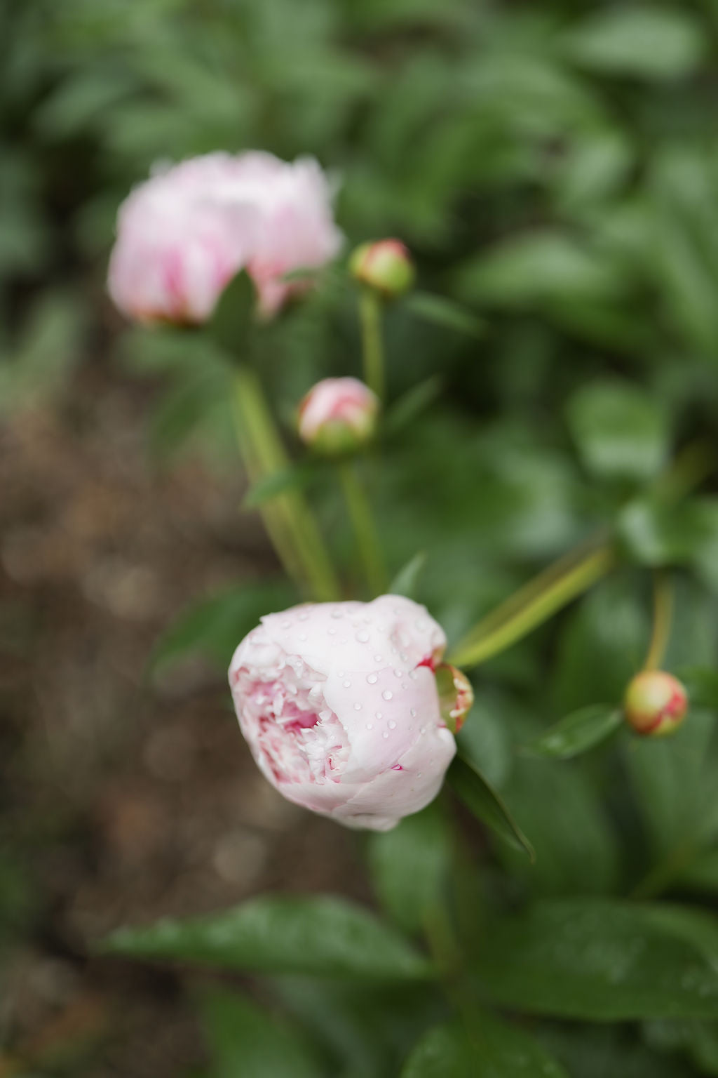 Pink peony flower