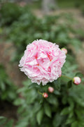 Sarah Bernhardt peony bloom from above