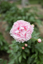 The Peony Story Root Gift | Sarah Bernhardt 3/5 Peony Root