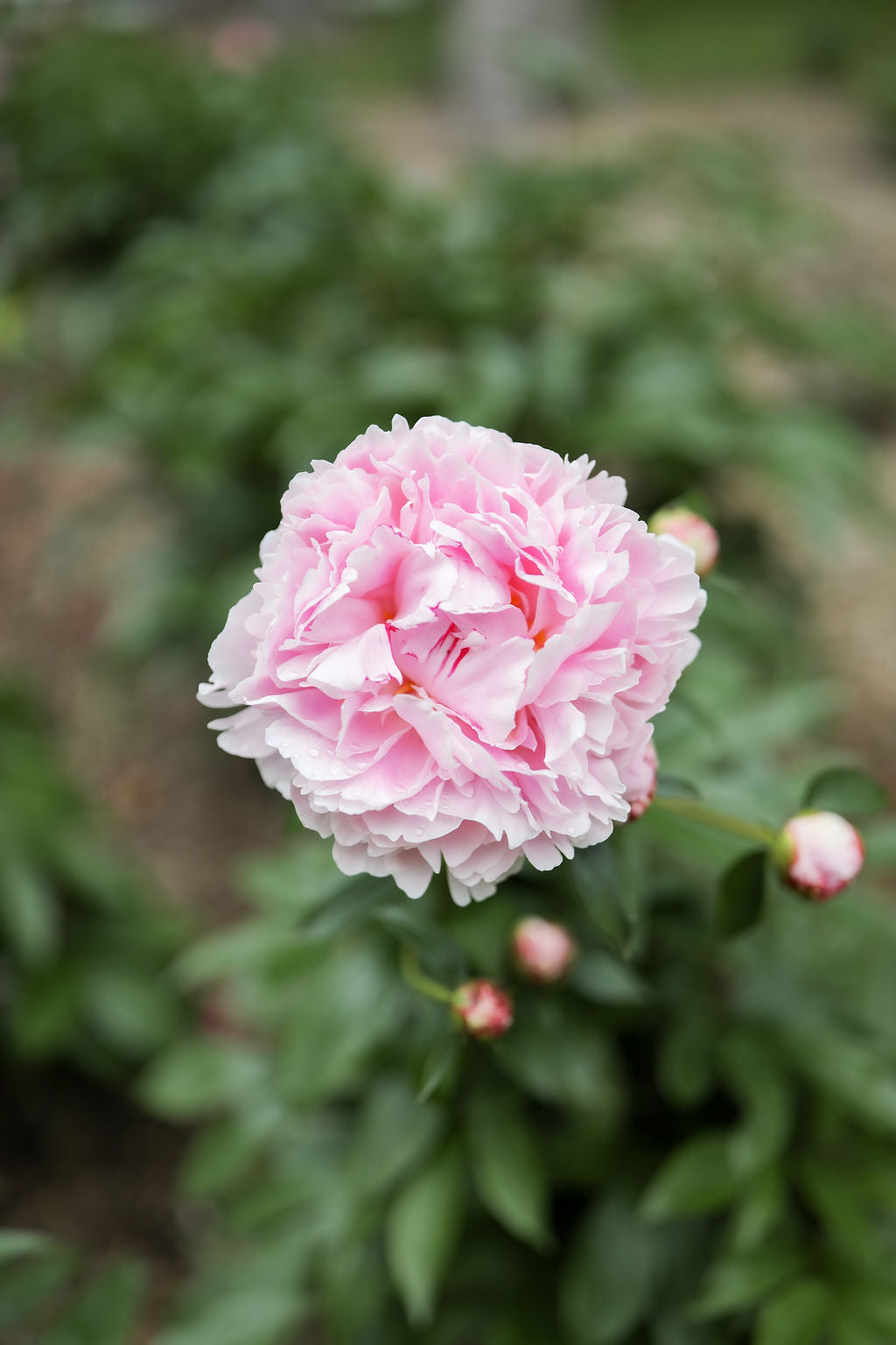 The Peony Story Root Gift | Sarah Bernhardt 3/5 Peony Root