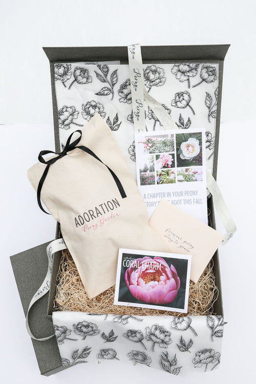 The Peony Story Root Gift | Coral Charm 3/5 Eye Peony Root