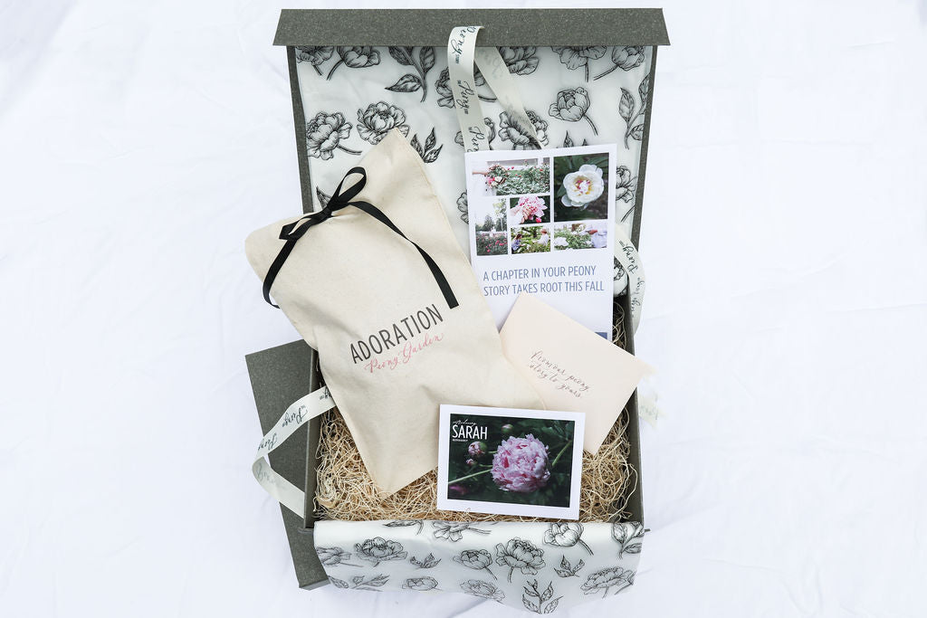 The Peony Story Root Gift | Sarah Bernhardt 3/5 Peony Root