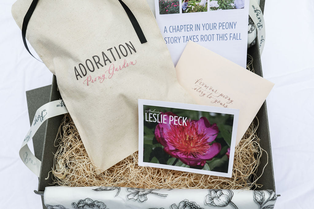 The Peony Story Root Gift | Leslie Peck 3/5 Eye Peony Root