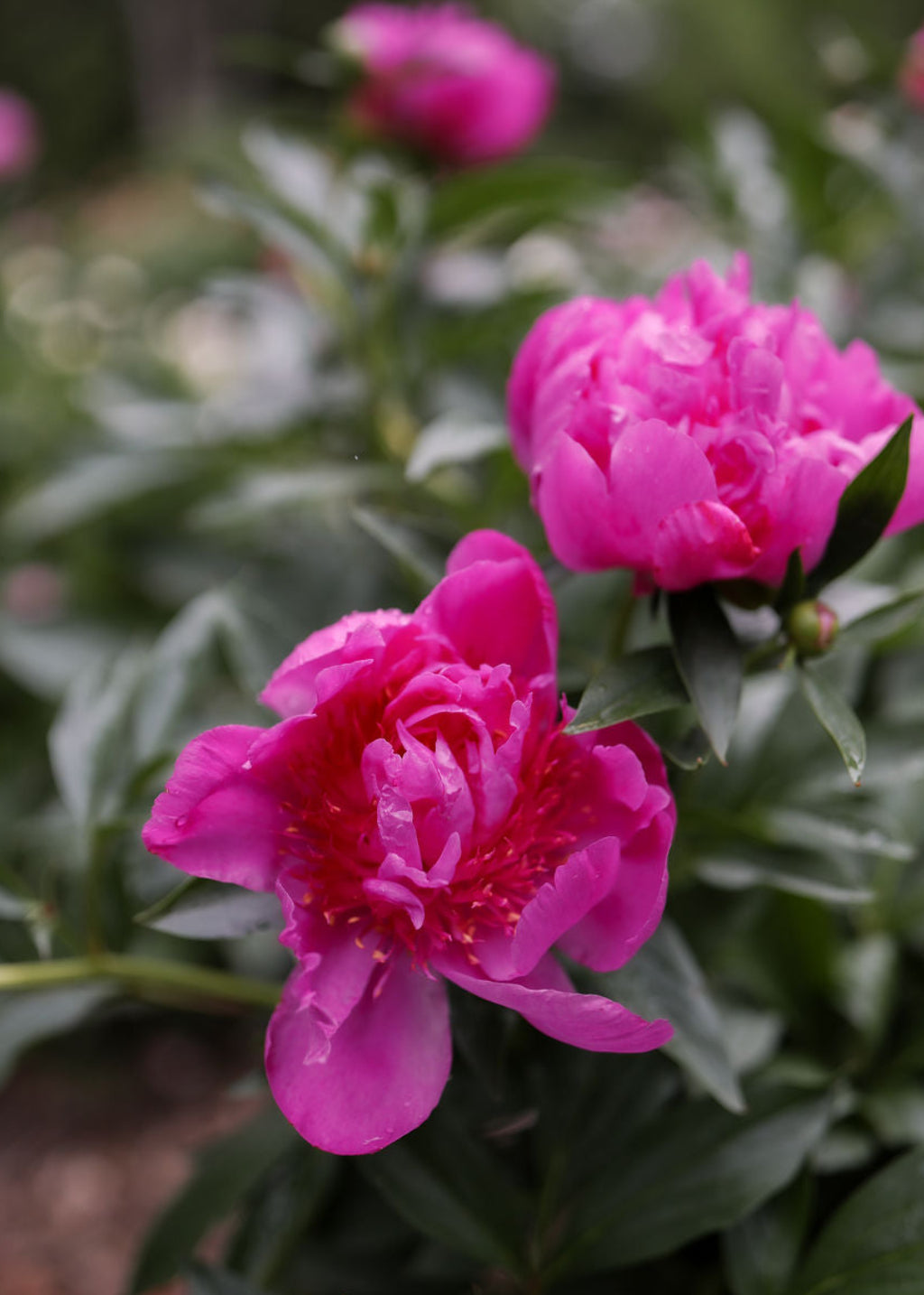 Lavender Peony Flowers