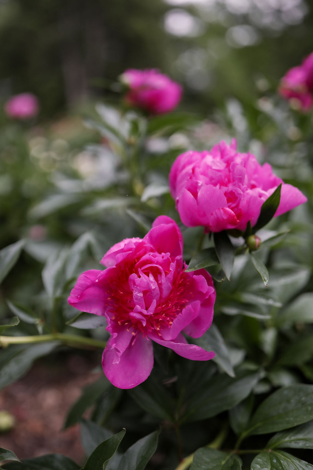 The Peony Story Root Gift | Easy Lavender Rare 3/5 Eye Peony Root