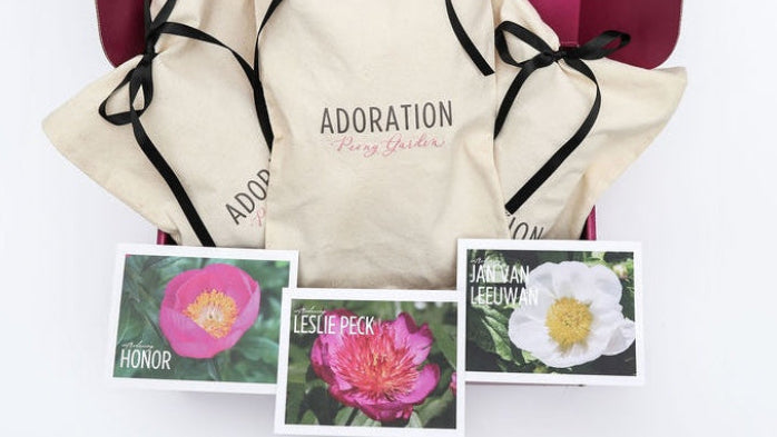 The Unexpected Peony Collection | 3 Peony Root Set