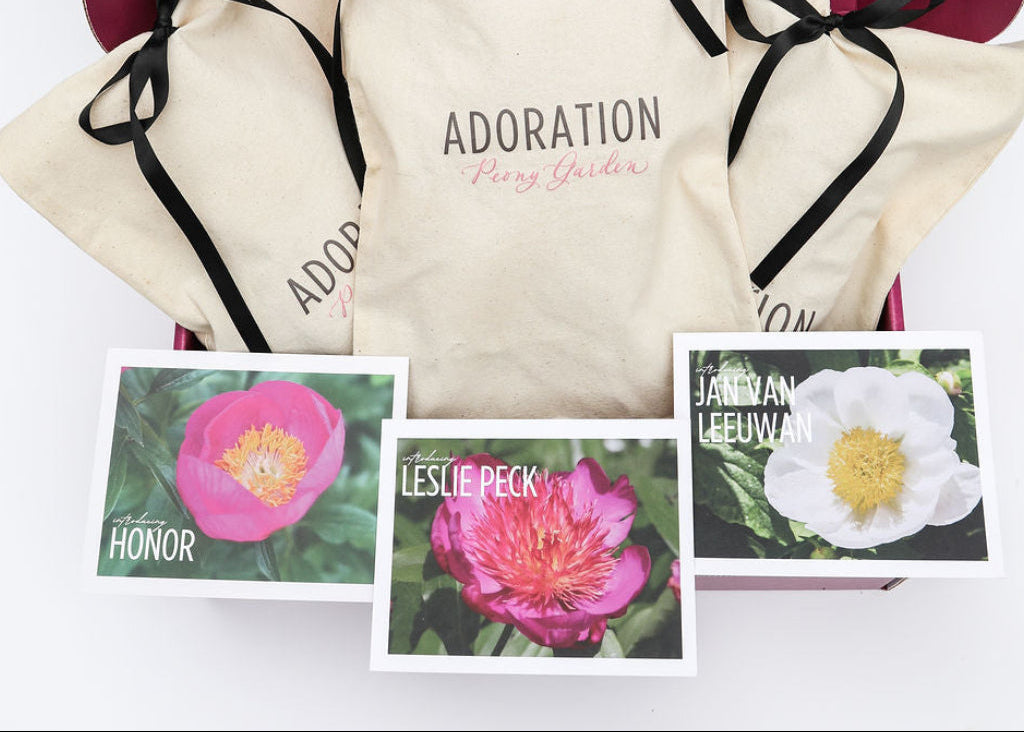 The Unexpected Peony Collection | 3 Peony Root Set