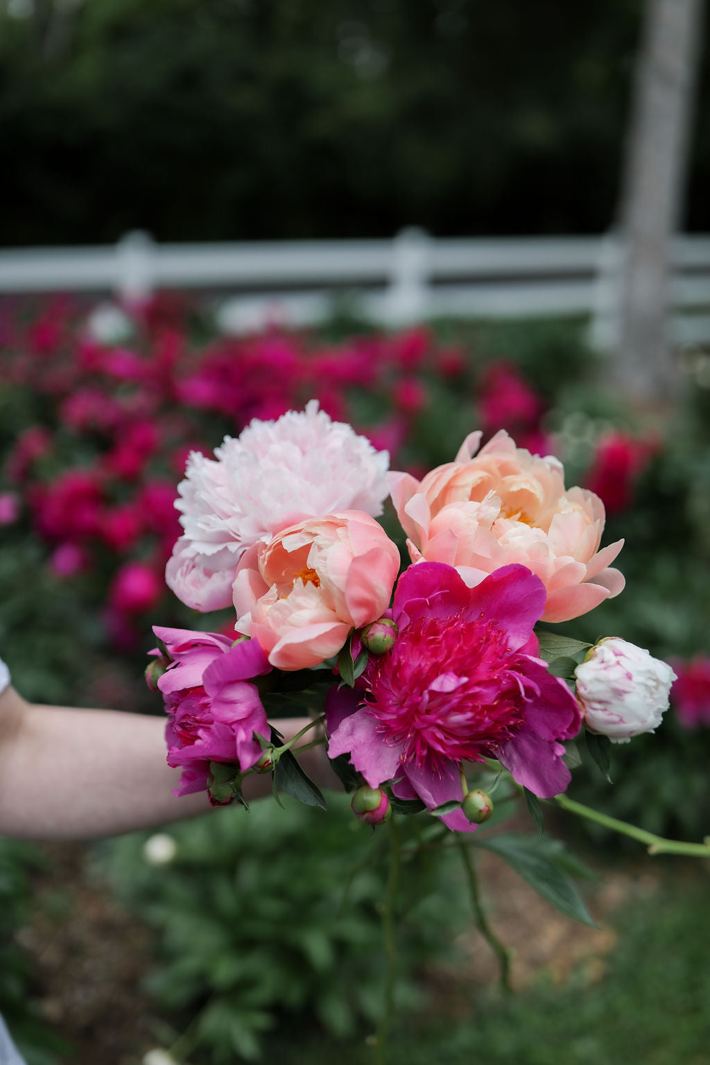 Hand holding a bouquet of pink, peach, and magenta flowers with blurred garden background