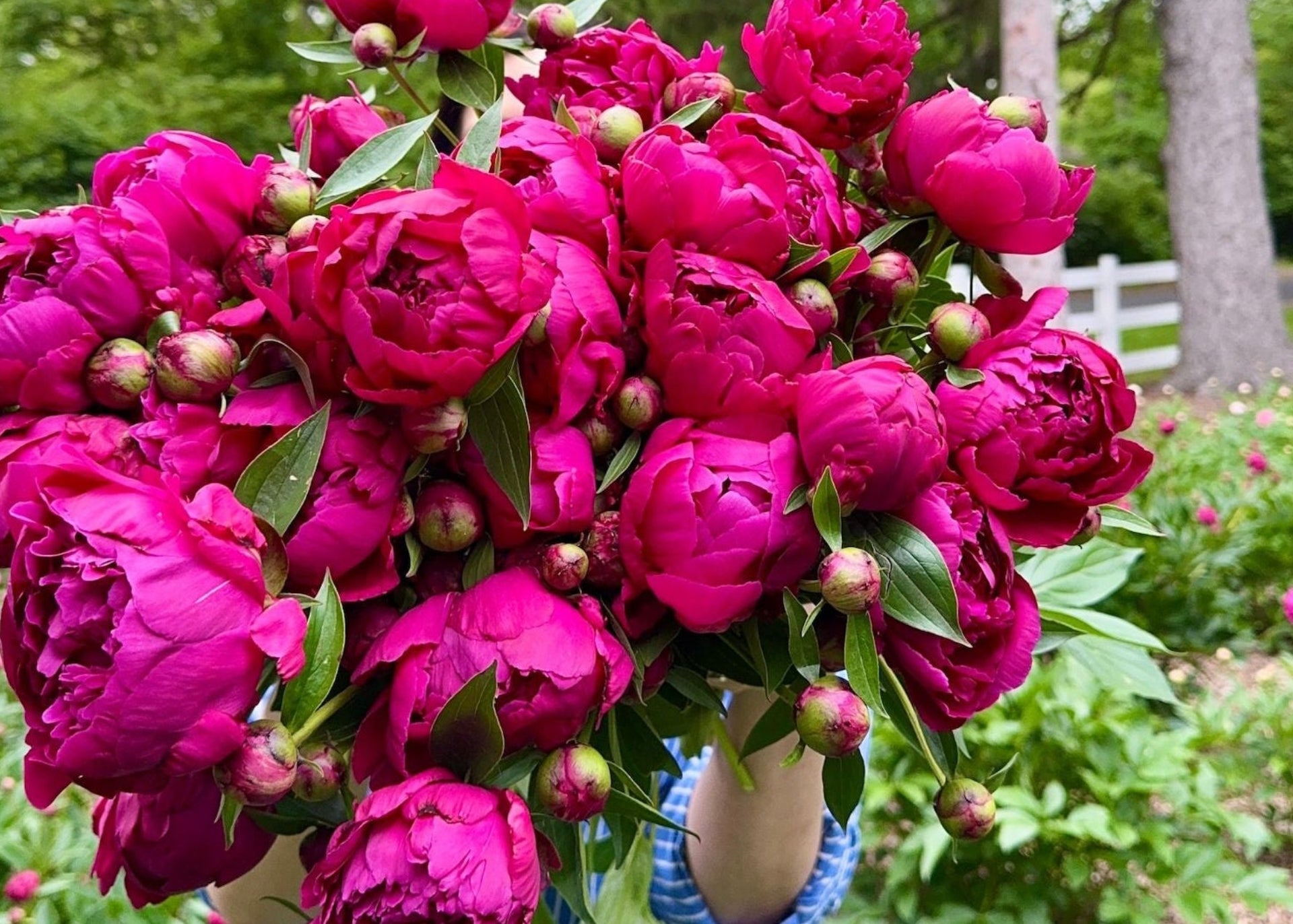 Person holding large bouquet of Grover Cleveland Red Peonies in Adoration Peony Garden