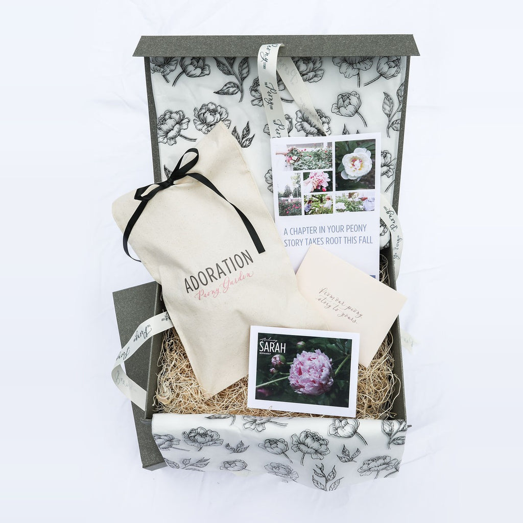 The Peony Story Keepsake Root | Sarah Bernhardt